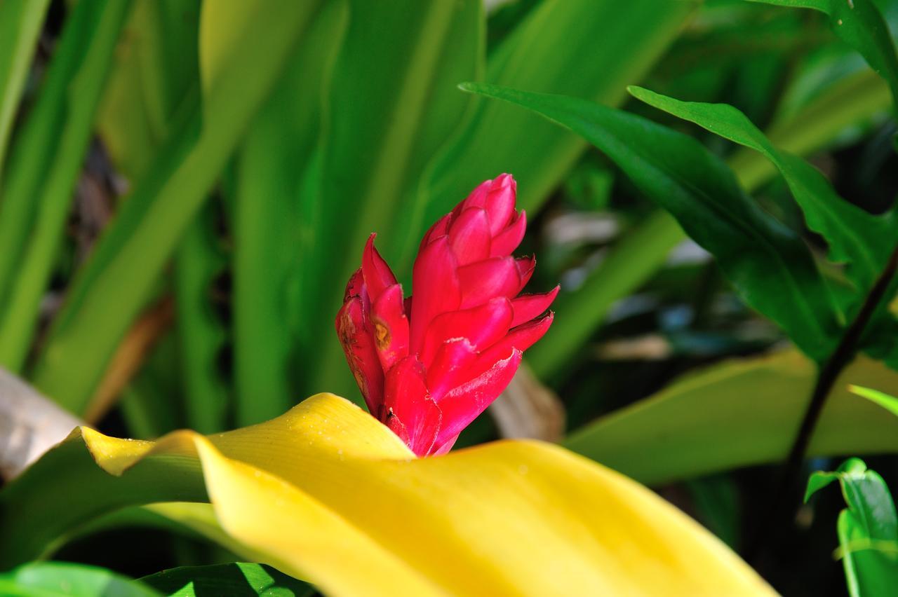 Reef Resort Vava'U Utungake エクステリア 写真